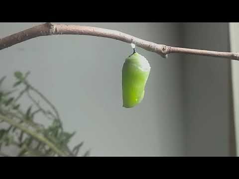 Caterpillar to Chrysalis time lapse (Monarch butterfly)