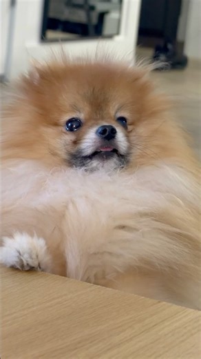 Pretty little Pom puppy😅😂 #cutepuppies #cutepomeranianvideos #pomeranianlovers