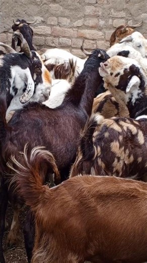 Who Knows… Maybe I’ll Go Viral Too! 🐐🔥 #goats