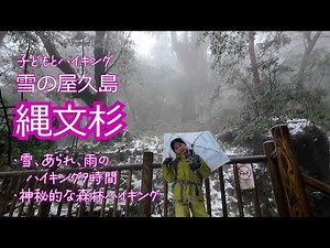 【必見！子どもとハイキング】雪の縄文杉を歩く！屋久島で神秘的な屋久杉の森を雨、雪、あられの冬ハイキング！荒川登山口からの往復だよ！有名な杉の紹介！