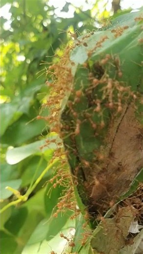 Tiny Ants, Massive Construction Project