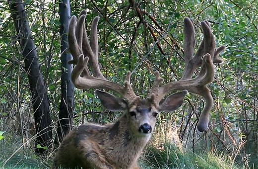 Legendary Oregon Mule Deer "Buck Norris" Found Dead | OutdoorHub