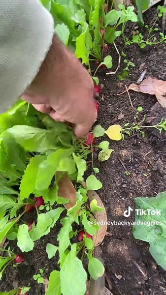 Radish Harvesting in Sydney Backyard Gardens