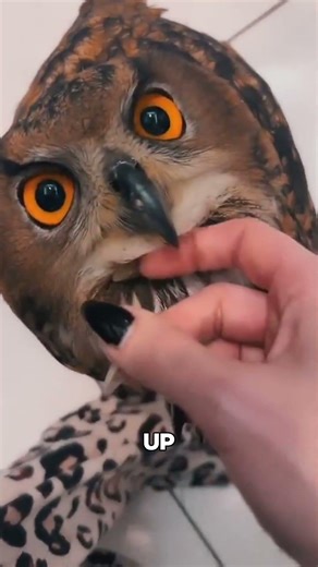 Owls Fly Without Sound