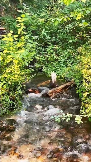 Free and wild relax here for a while relaxing calm peaceful