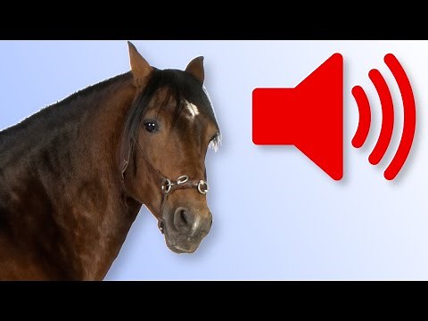 Il Verso del [ CAVALLO ] 🔊