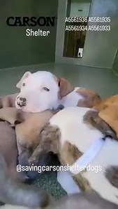 3K views · 352 reactions | All ADOPTED  A5561936 ✰ A5561935 ✰...