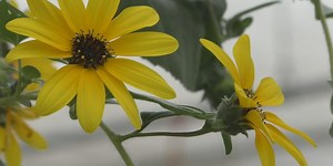 Preparing your garden for Spring