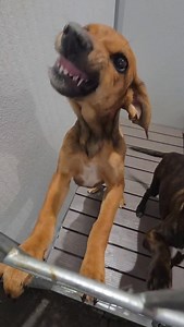 Adopted 🚨 SCHEDULED FOR EUTHANASIA TODAY 1/23 @ 2 PM 🚨 Don’t let that face fool you. Bug does not have a mean bone in her body. She smiles. She lights up for visitors and treats. She bounced with excitement, wagging and happy — no growling, no snapping, no snarling. Just a silly, joyful 15-week-old puppy trying to find a family to call her own. Bug and her sister are URGENT at the shelter, and despite being playful, loving, and completely treatable, Bug is scheduled to be killed today. She has