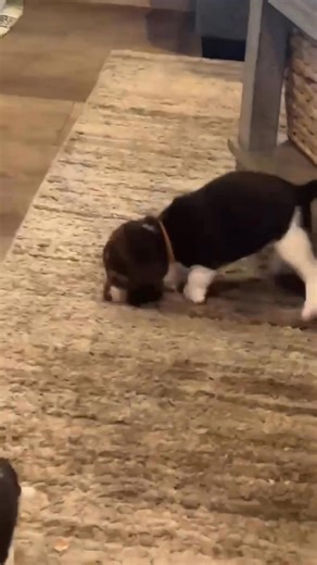 The Beagles babies are growing up!! They were born on 9/7/25 - how cute are they?? | Leashes of Love Rescue, Inc.