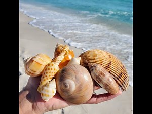 Let's go VIRTUAL SHELLING on Navarre Beach!