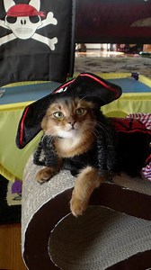 9.6K views · 819 reactions | Did you see the story of my pirate costume yet? If you missed it from yesterday you’ll find the full video here - https://www.sparklecat.com/weird-cat-videos/the-history-of-my-very-first-pirate-cat-costume-on-video @topfans #ThrowbackThursday #piratecat #cutecat | Sparklecat.com featuring Summer | Facebook