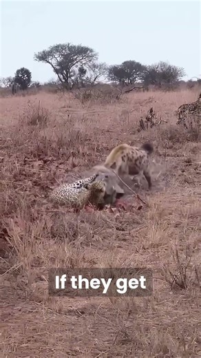 Why Leopards Never Eat Hyenas #animals #wildlife #facts #wholesome #animalfacts #nature #lion #hyena