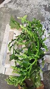 কার কার পছন্দ। #reels #minivlog #food