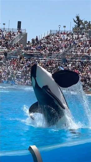 Shamu flys at SeaWorld San Diego