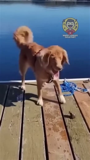 best dog fails pt18 🤣🐶 #dogs #dogfails #fail #funny