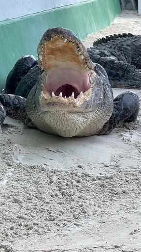 Big yawn from Sebastian!! Gators yawn just like we do, or rather we yawn like they do as they’ve been doing it for millennia before humans existed! This also gives you a cool view down the glottis, normally when you look in alligator‘s mouth the back of it just ends this is due to the glottis closing it off and in this video you can see it open! At @evergladesholidaypark #alligator #Florida #SouthFlorida #Everglades#glades #adventure #coexist #respect #reptile #dangerous #animal #animals #educat