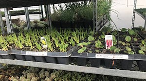 Signs point to early gardening season