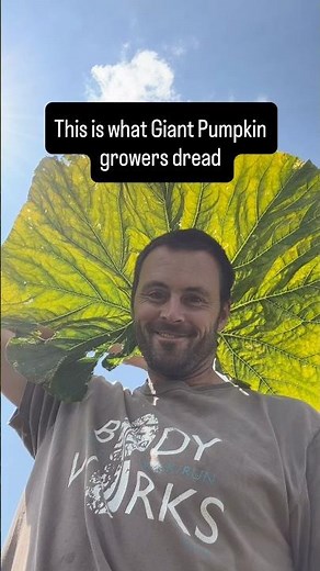 The Most Misunderstood Giant Pumpkin Leaf Issue