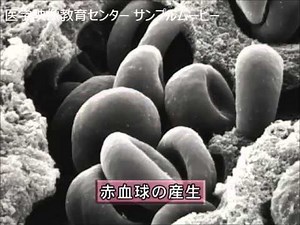 目で見る医学の基礎 第2版 Vol.10 血液