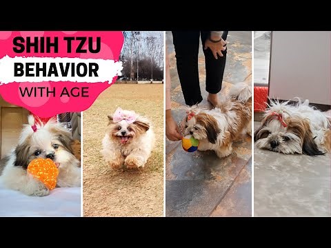How Your Shih Tzu's Behavior Can Change with Age?