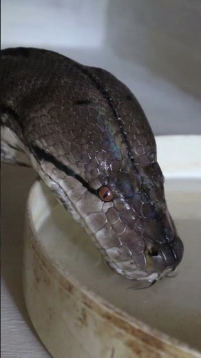 Python Drinking Water #snake #reticulatedpython #reptiles #lizard #retic