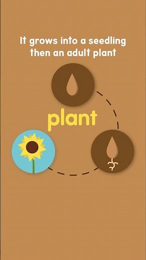 Watch Plants Grow: A Musical Journey Through Life Cycles #lifecycle #plants #planteducation