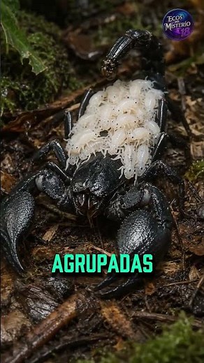 This is how the giant forest scorpion protects its young #reels