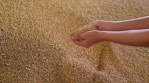 Finnish Karelian Pie Recipe