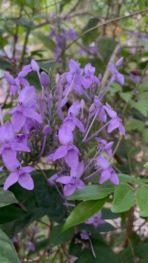 These purple flowers are absolutely stunning #garden #nature #flowers