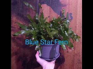 Blue Star Fern