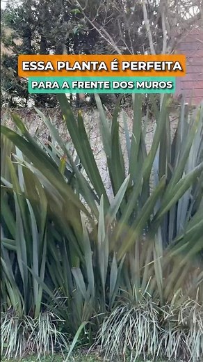 Essa planta é perfeita para frente de muros 🍃🙏🏼