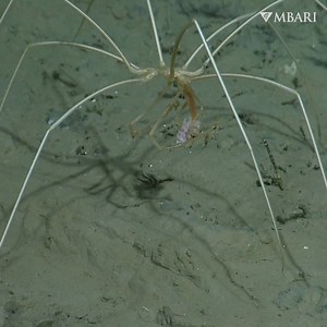 168K views · 1.8K reactions | You’ve heard of the itsy bitsy spider,...