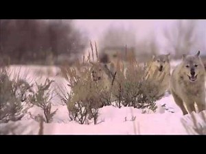 The Beauty of a Wolf Pack