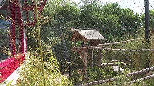 France: Golden snub-nosed monkeys from China make public debut at French zoo, 41110 Saint-Aignan, France, Saint-Aignan, France - 07 May 2025