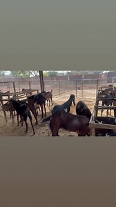 Goat Land Farms on Reels