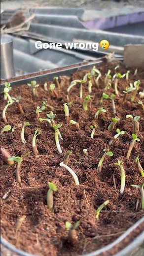 How to grow Adenium from seeds? #adenium