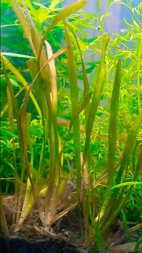 The Secret Life of Vallisneria Spiralis