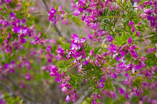 Cet arbuste décoratif fleurit 10 mois par an, il est parfait pour égayer le jardin ou même le balcon
