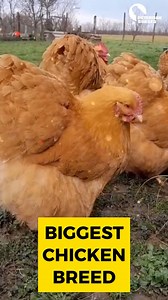 Orpington chicken - big chicken breed in the world #OrpingtonElegance #BuffBeauty #OrpingtonDelight #FeatheredFriends #OrpingtonLove #FluffyFlock #GentleGiants #CharmingChickens #OrpingtonAdventures #EggcellentOrpingtons | Rahcell Swan
