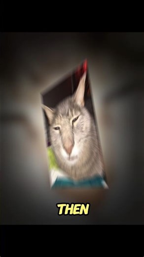 we need a hero #funny #trending #memes #cat #fyp