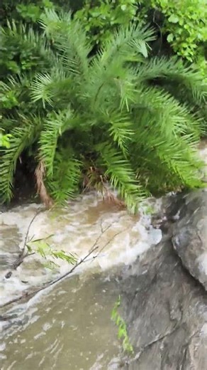 jangl lover###wildlife ##nature