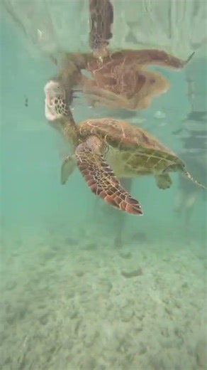 Wow! It’s a lot of fun swimming this huge turtle👀😮#viralvideo