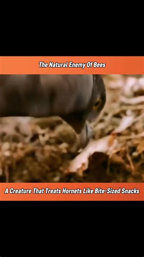 The natural enemy of the bees. #fyp | Animals Scenes