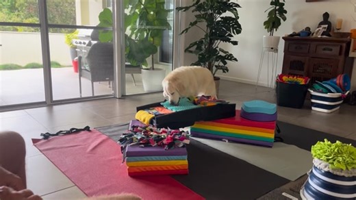 🌍 The Future of Dog Work Is Here — Don’t Get Left Behind If you work with dogs — as a trainer, groomer, walker, minder, vet, or vet nurse — there’s a global shift happening that you need to know about. Across the world, professionals are embracing a new, ethical, research-based, dog-centred approach that’s transforming behaviour, welfare, and client relationships. It’s called ACE Freework, and it’s changing everything we thought we knew about how dogs learn, move, and feel. Starting November 4,