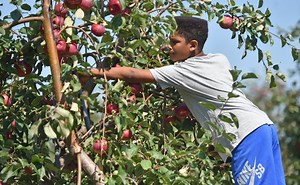 Everyday Cheapskate: A guide to storing apples to keep them fresh and delcious