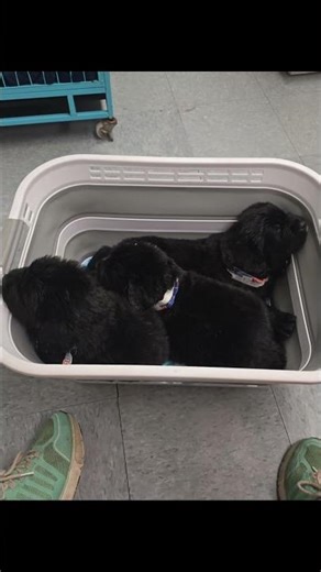 puppies first vet visit