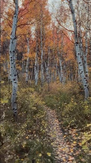 Autumn Dreams