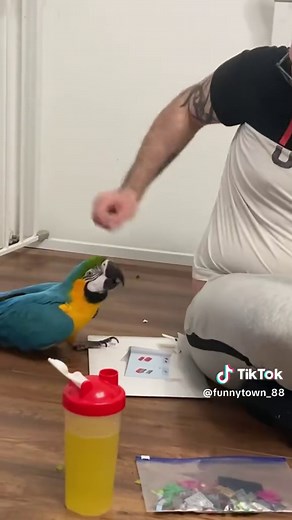 Hilarious Parrot Moments: Funny Bird Compilation