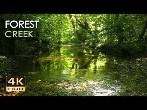 Forest Creek – 9 Hours Real Birdsong & Gentle Babbling Water | No Loop Nature Sounds - 5.1 Surround
